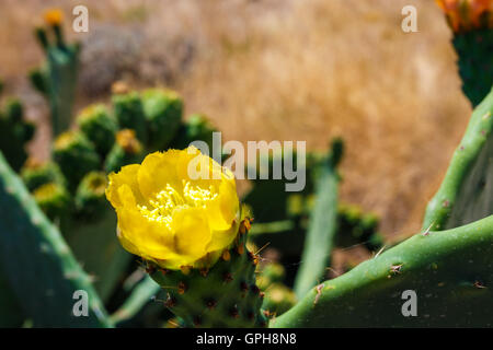 Prickly pear yellow cactus flowers and fruits.Prickly pears are commonly eaten as fruits and are thought to have medical benefit Stock Photo