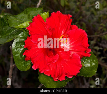 Spectacular vivid red flower with frilly petals of hibiscus rosa sinensis cultivar on background of deep green glossy leaves Stock Photo