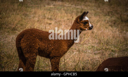 A young brown llama with white patches on his head stares in the distance as he stands on a field of grass on a farm Stock Photo