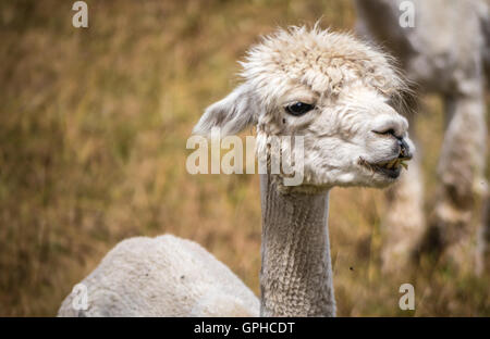 A white llama, recently shorn, stares in the distance as he stands on a field of grass on a farm Stock Photo