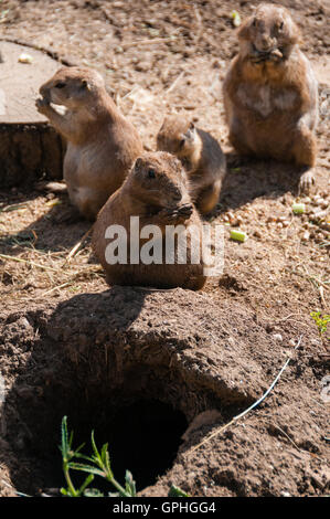 Family of prairie dogs eating, Cotswold Wildlife Park, Oxfordshire, United Kingdom Stock Photo