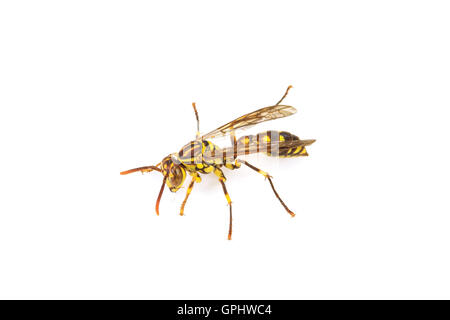 close up wasp isolated on white background Stock Photo