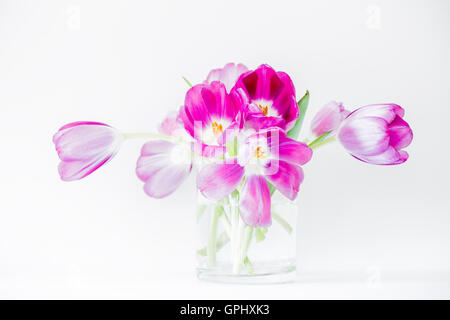 Vibrant pink tulips in a glass vase, set against a white background Stock Photo