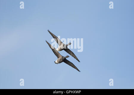 A pair of Dark Bellied Brent Geese (Branta bernicla) in flight against clear blue sky, Pett, East Sussex, UK Stock Photo