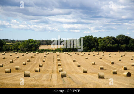 Rolled strawbales in a harvested corn field at the swedish island Oland Stock Photo