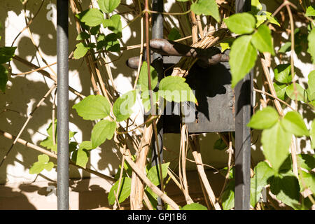 A totally overgrown metal garden gate. Close view on the handle and the keyhole. Stock Photo