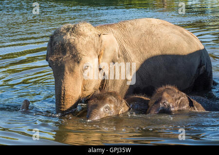 Mother elepant, her baby and another baby swimming at the local pond at the African Lion Safari in Cambridge, Ontario. Stock Photo
