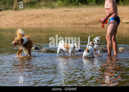 man is playing with dogs in a river Stock Photo