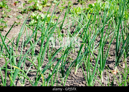 Onions and shallots growing in allotment during summer Stock Photo
