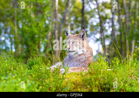 Eurasian lynx lying in the green grass Stock Photo