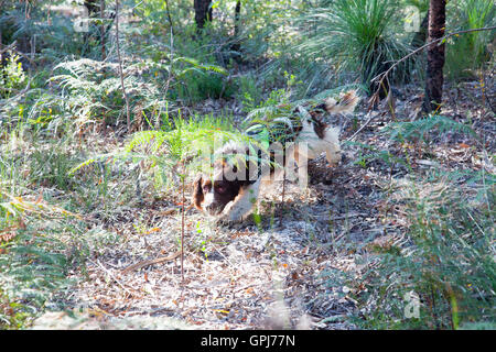 Feral animal detection dog, Bolt. Black Rock National Park, NSW, Australia Stock Photo