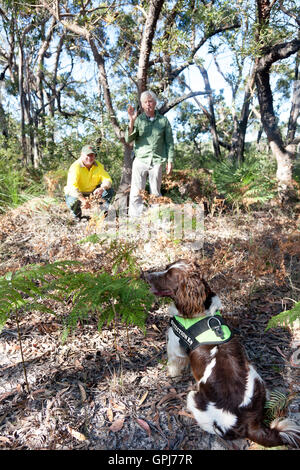 Feral animal detection dog, Bolt. Black Rock National Park, NSW, Australia Stock Photo