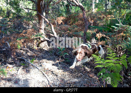 Feral animal detection dog, Bolt. Black Rock National Park, NSW, Australia Stock Photo