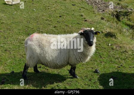 Irish Sheep grazing on the Island of Inishboffin,   Like most ruminants, sheep are members of the order Artiodactyla, the even-toed ungulates. Stock Photo