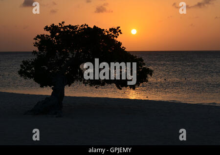 Beautiful sunset on Eagle Beach in Aruba with a divi divi tree. Stock Photo