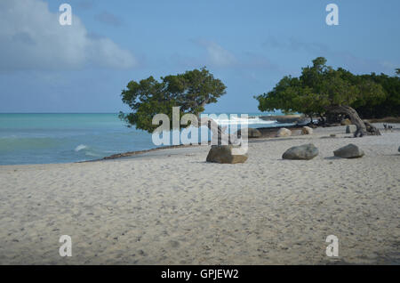 Divi divi trees on Eagle beach in Aruba with waves crashing ashore. Stock Photo