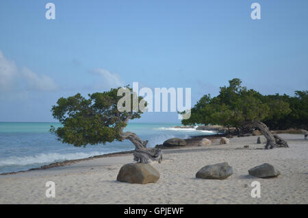 Twin divi divi trees on Eagle Beach in Aruba. Stock Photo