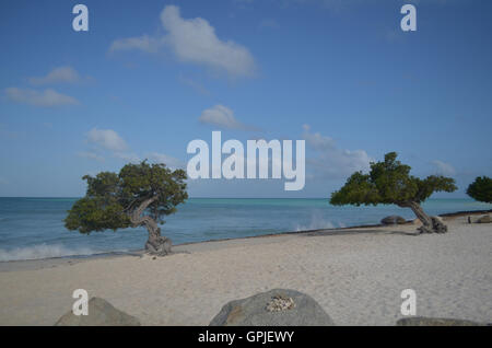 Pair of divi divi trees on Eagle beach with waves crashing on the white sandy shores. Stock Photo