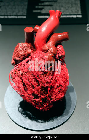 Plastinate, blood vessels, human heart, Body Worlds, Menschen Museum, Berlin, Germany Stock Photo