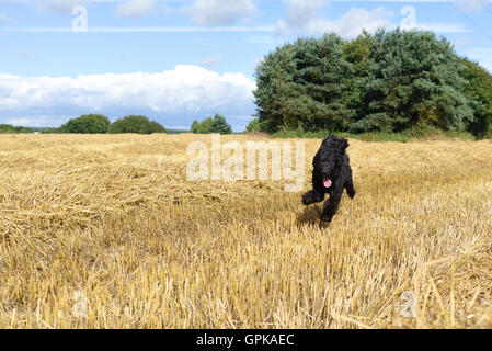 Underwood, Nottinghamshire, UK. 4th September 2016. Bright warm afternoon in rural Nottinghamshire. Frankie the Cockapoo dog enjoys a run through the freshly cut hay on his afternoon walk. Credit:  Ian Francis/Ģ����ý Live News Stock Photo