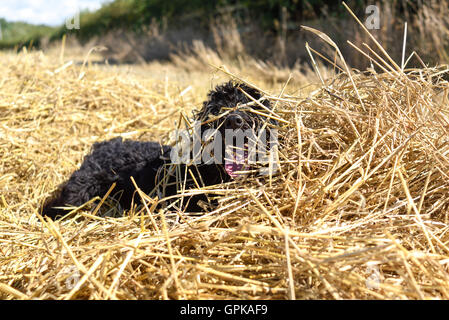 Underwood, Nottinghamshire, UK. 4th September 2016. Bright warm afternoon in rural Nottinghamshire. Frankie the Cockapoo dog enjoys a run through the freshly cut hay on his afternoon walk. Credit:  Ian Francis/Alamy Live News Stock Photo