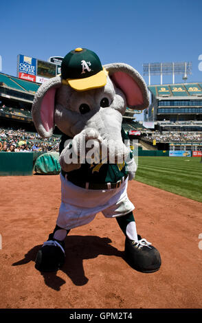 Oakland athletics mascot hi-res stock photography and images - Alamy