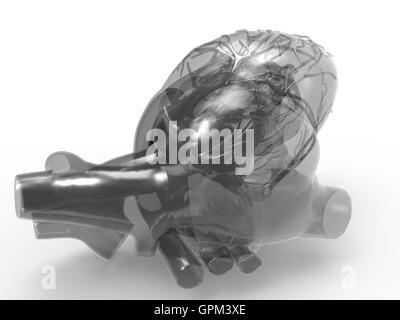Model of artificial human heart Stock Photo