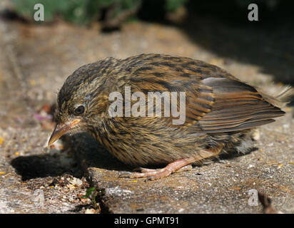 The dunnock (Prunella modularis) is a small passerine, or perching bird, found throughout temperate Europe. Stock Photo