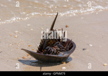 Stranded Horseshoe crab on beach, Delaware Bay, US Stock Photo
