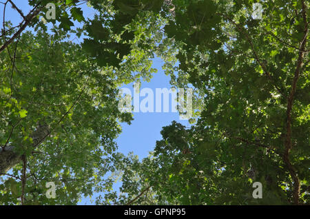 Looking at the blue sky through the tall trees. Natural backgrounds and textures Stock Photo