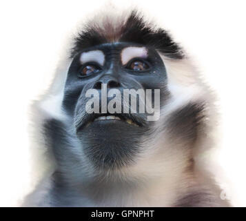 Smile Stock Photo