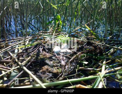 Floating great crested grebe (Podiceps cristatus) nest with three eggs among reeds. Reflection of green algae, reflection on wat Stock Photo