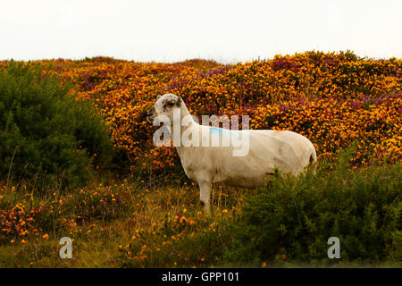 Roaming the wild of Dartmoor these Scottish Blackface sheep are very hardy animals surviving the harsh winters outside