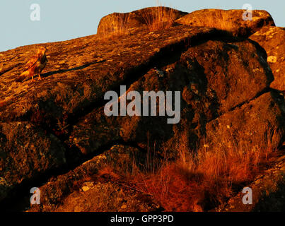 Our beautiful Common Buzzard perched on granite rocks in Dartmoor, the soft morning light giving a lovely hue Stock Photo