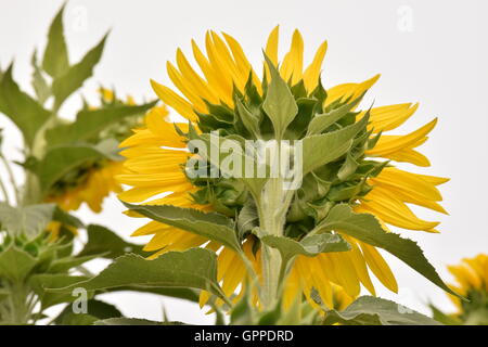 A field of sunflowers in full bloom, Blossoms with bright yellow petals with lots of green leaves and bees rising up to the sun Stock Photo