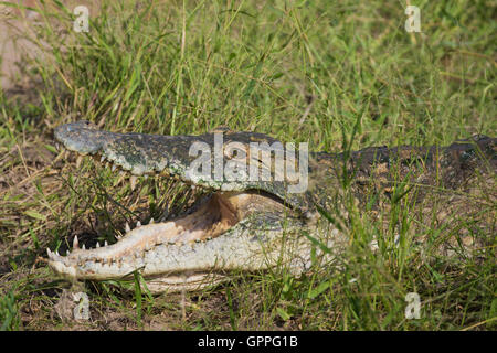 Portrait of Nile Crocodile (Crocodylus niloticus) basking Stock Photo