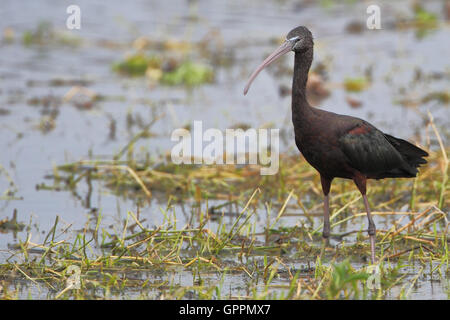 Glossy ibis (Plegadis falcinellus) standing in marsh, Kissimmee, Florida, USA Stock Photo