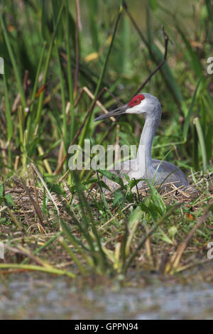 Sandhill Crane (Grus canadensis) on nest in marsh field, Kissimmee, Florida, USA Stock Photo