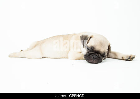 A cute pug puppy sleeping on white background Stock Photo