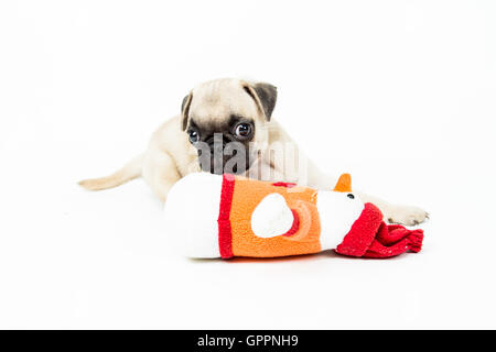 A pug puppy lying down playing with a toy Stock Photo