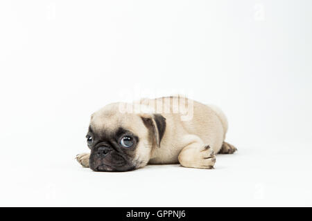 A pug puppy lying down in a white background Stock Photo