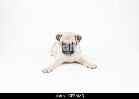 A pug puppy lying down in a white background Stock Photo