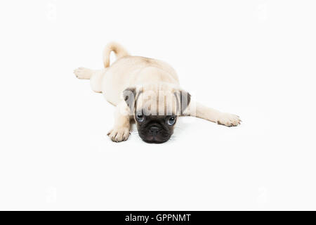 A pug puppy lying down in a white background Stock Photo