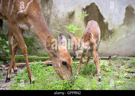young nyala and mother in captivity Stock Photo