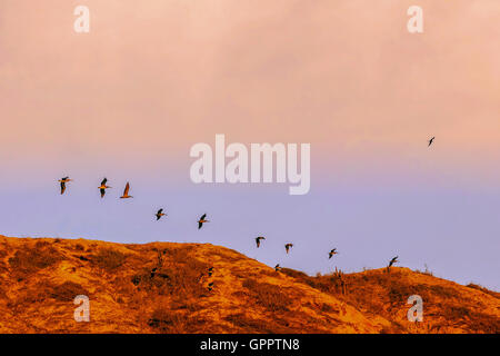 The Silhouette Of A Large Flock Of Pelicans Fly Over Pacific Ocean, Galapagos Island, Ecuador Stock Photo