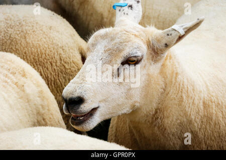 Texel sheep Stock Photo