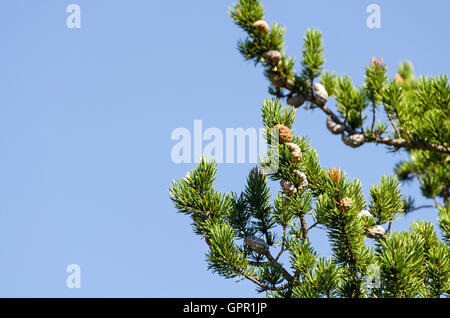 Jack Pine (Pinus banksiana) on Birch Harbor Mountain, Acadia National Park, Maine. Stock Photo