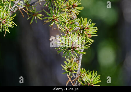 Close-up view of the male pollen cones of the Jack Pine (Pinus banksiana), Schoodic Penninsula, Acadia National Park, Maine. Stock Photo