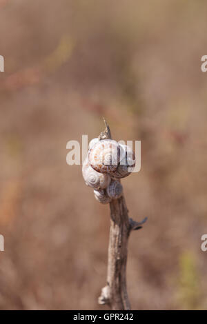 Multiple milk snail Otala lactea specimens high on a stick in a marsh field in Southern California. Stock Photo