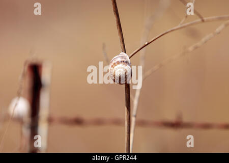 Multiple milk snail Otala lactea specimens high on a stick in a marsh field in Southern California. Stock Photo